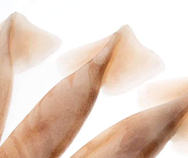 Pota argentina vaina - Pesciro