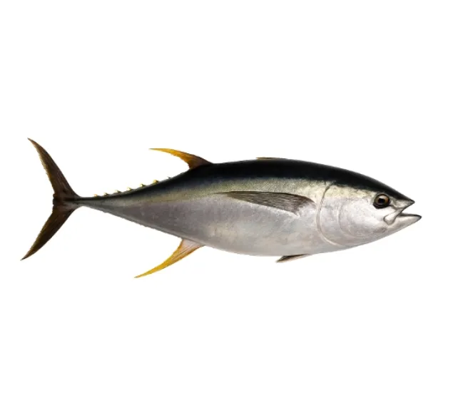 Yellowfin Pescado Pesciro